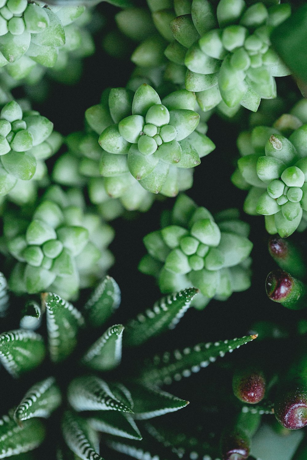 selective focus photography of green succulent plants