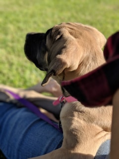 A happy dog sitting calmly beside its owner in a sunny park, showcasing the bond formed through training.