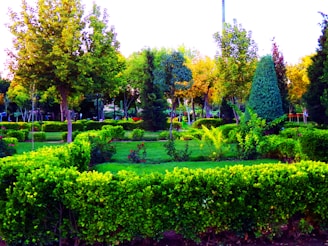 A well-maintained garden with neatly trimmed hedges and a mix of various trees. The vibrant green of the grass and hedges contrasts with the autumnal colors of some trees in the background. Sunlight filters through the leaves, creating a peaceful and serene atmosphere.