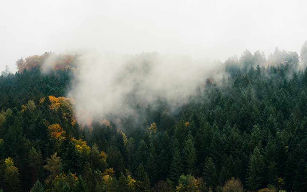 Forêt avec un épais brouillard