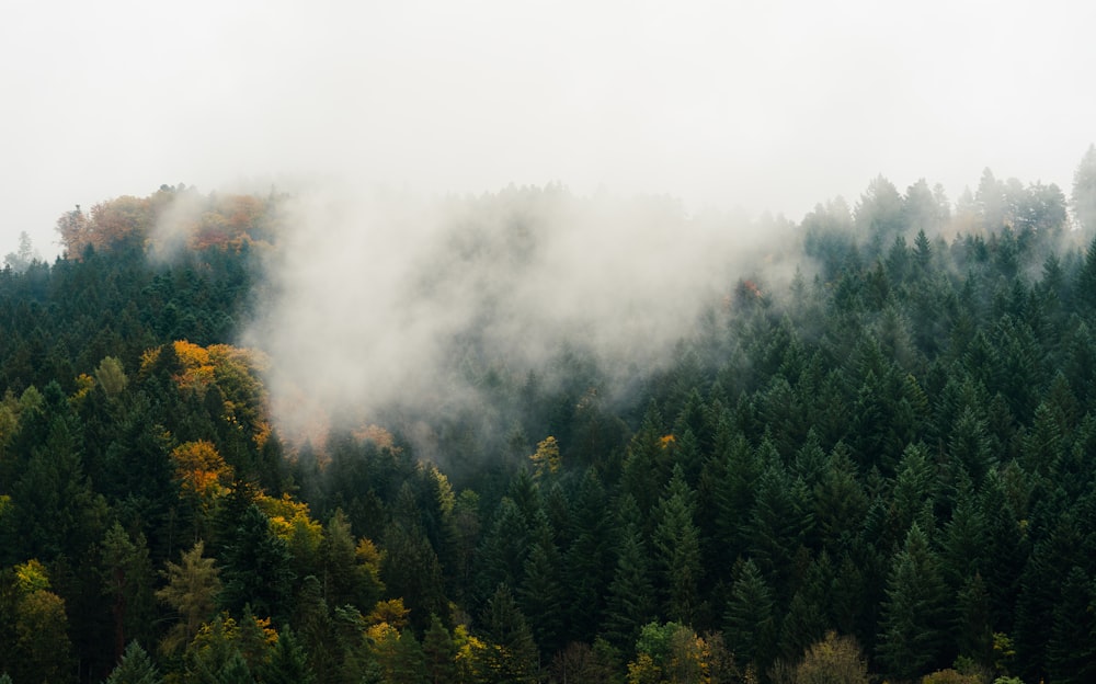 forest with thick fog