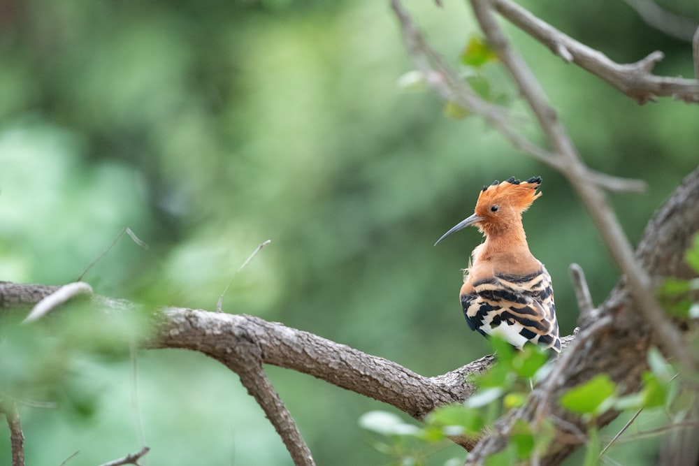 brauner und schwarzer Vogel auf Baum