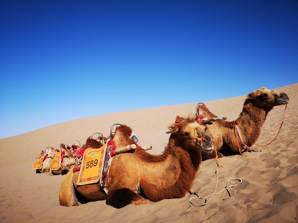 brown camels lying on desert at daytime