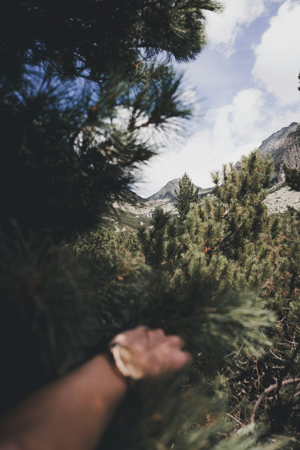 person holding palm tree near mountain alps
