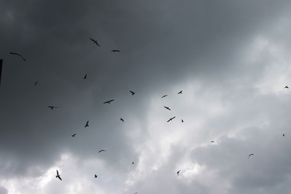 birds in flight under cloudy sky