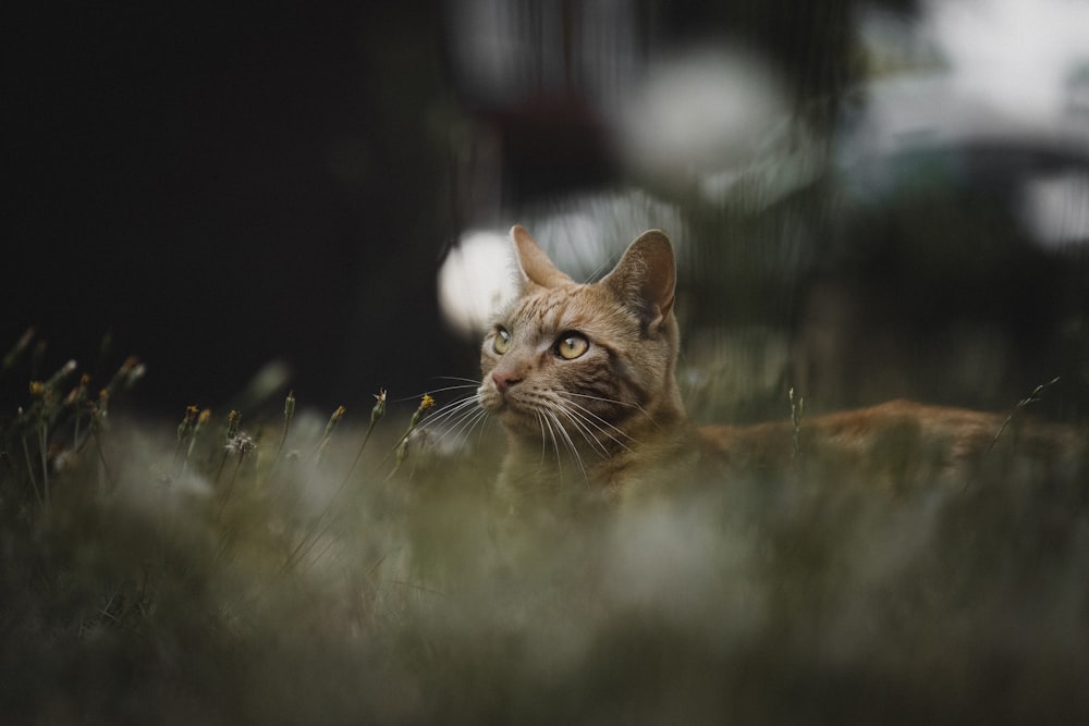 gato atigrado marrón parado cerca de las plantas