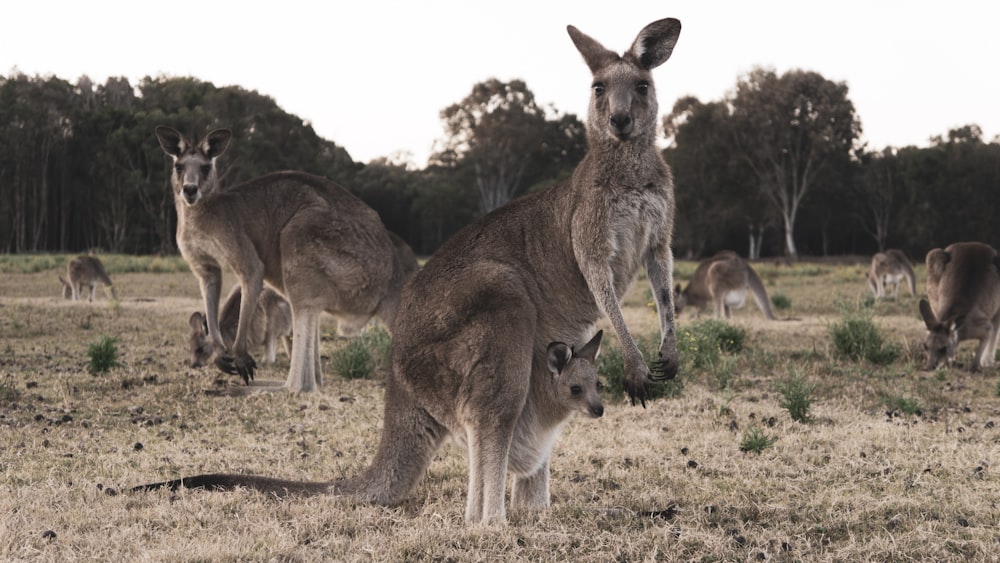 kangaroo carrying baby kangaroo