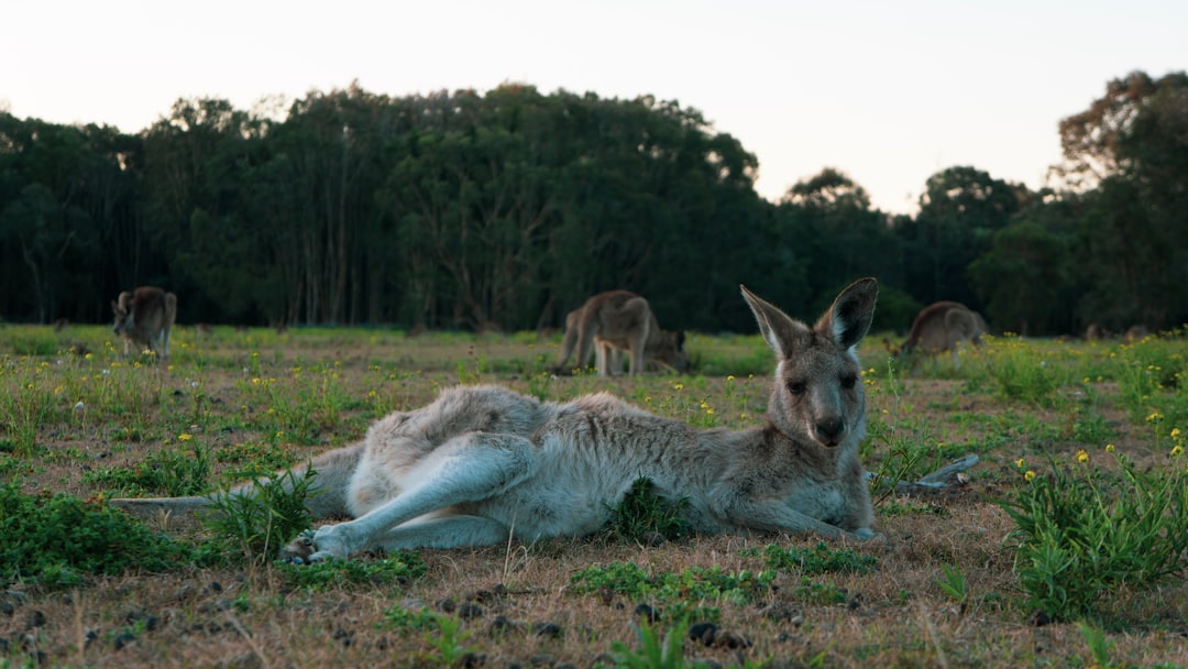 kangaroo lying on grass during daytime