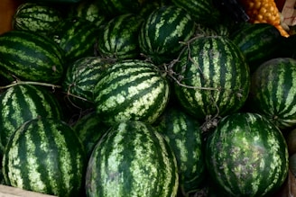 A photo showing farmers in Iraq cultivating watermelon fields with vibrant green plants.