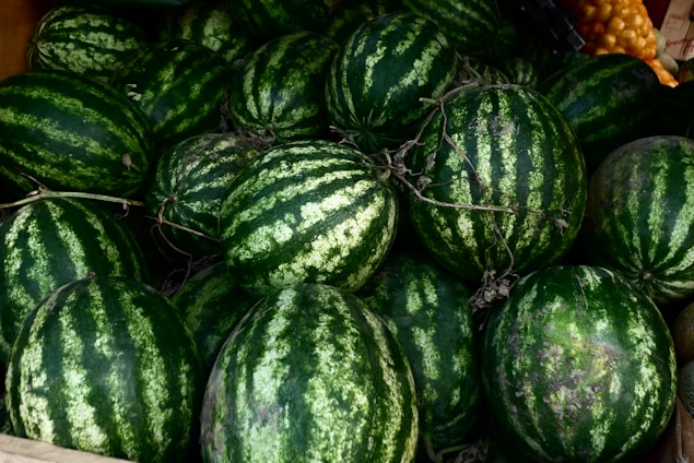 A photo showing farmers in Iraq cultivating watermelon fields with vibrant green plants.