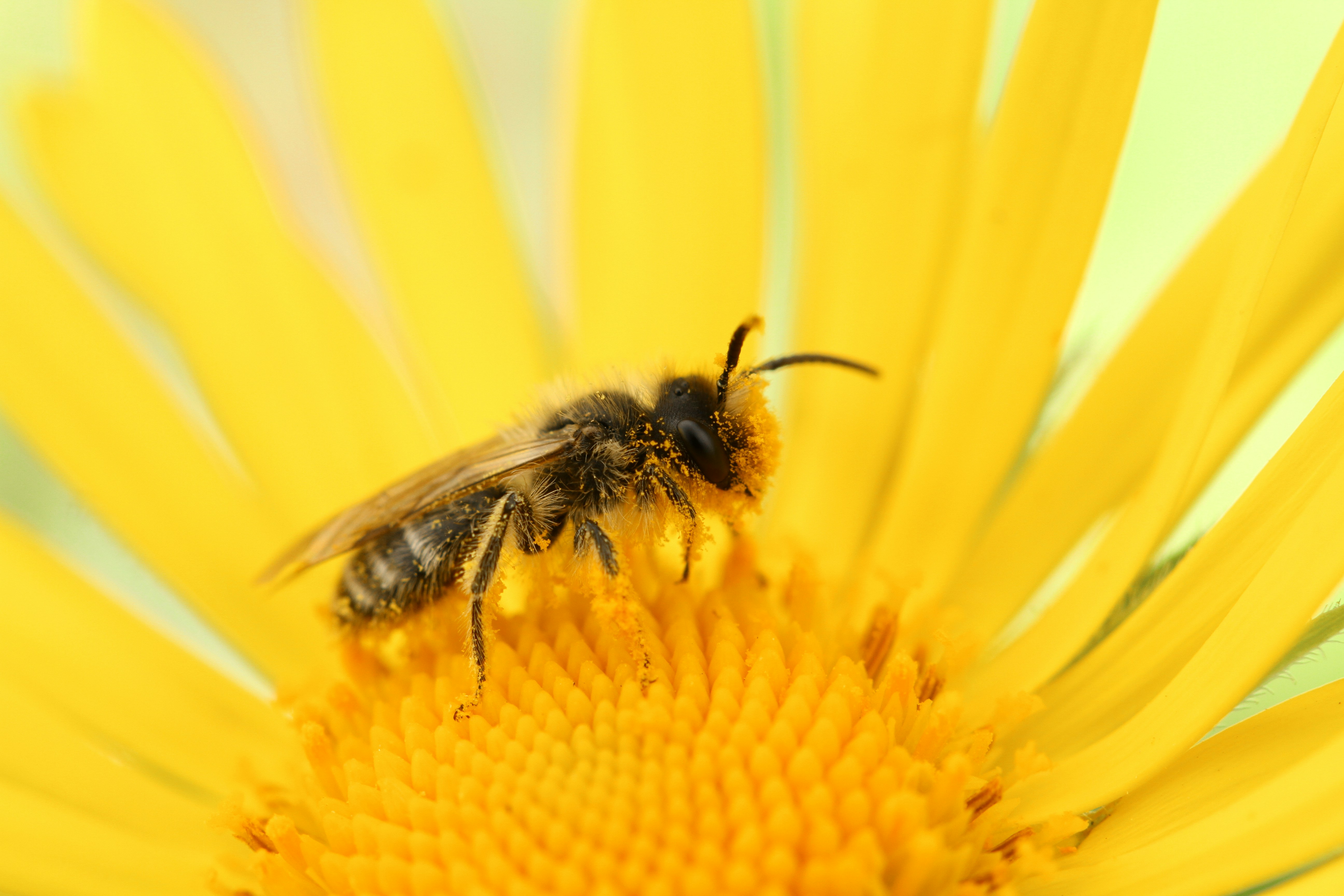 Bees sitting on yellow flower covered in pollen.