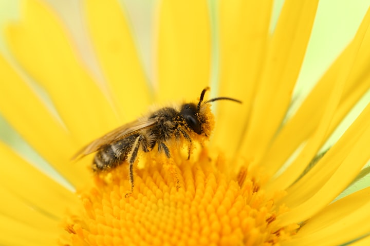 Are Florida's allergies to pollen getting worse this year? Is the cause of climate change?
