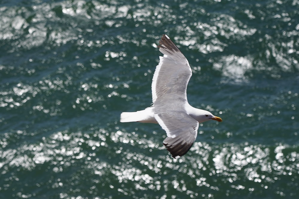 shallow focus photography of white eagle