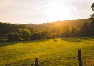 landscape photography of animal walks on green grass field