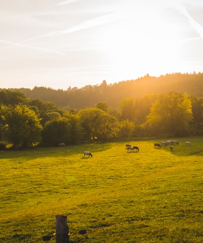 landscape photography of animal walks on green grass field