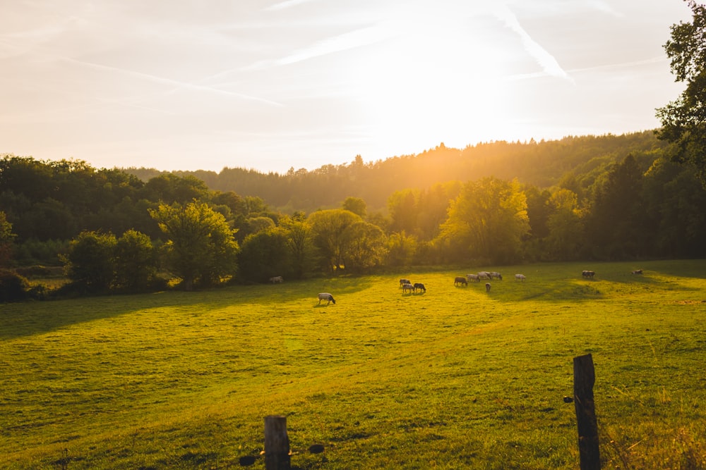 landscape photography of animal walks on green grass field