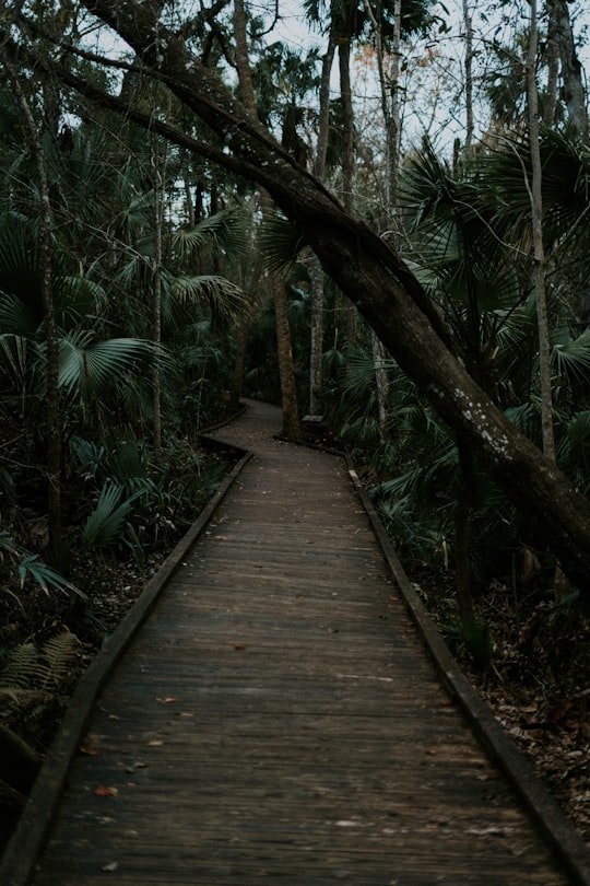 photo of Orlando Forest near Disney Springs