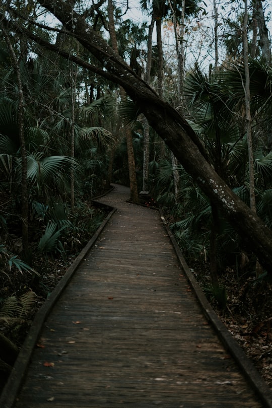 green trees between wooden bridge in Orlando United States
