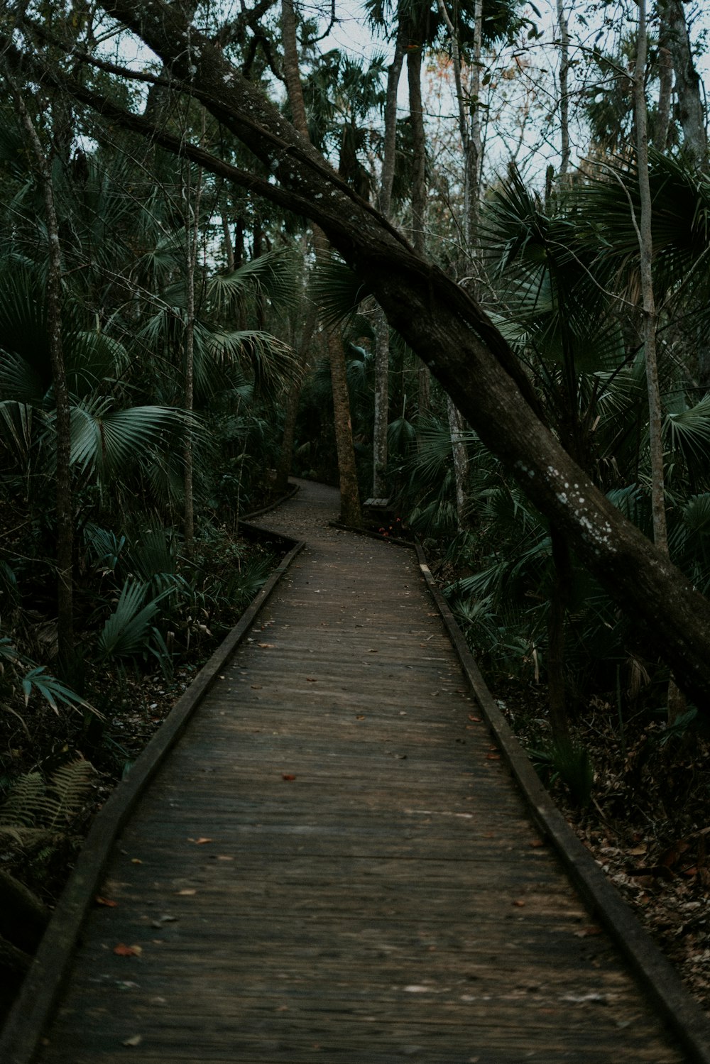 green trees between wooden bridge