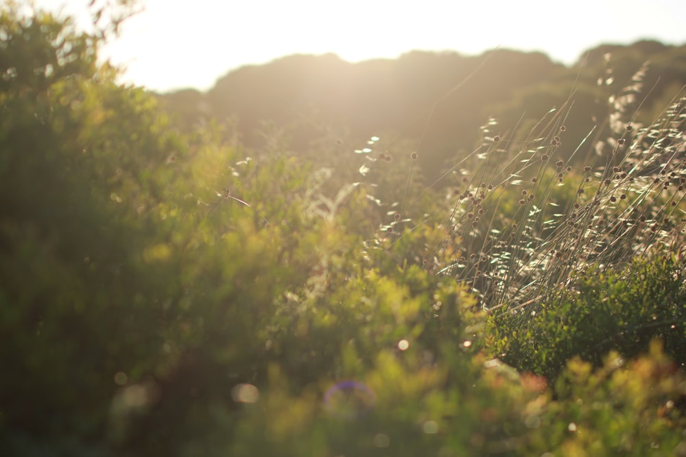 shallow focus photography of green plants