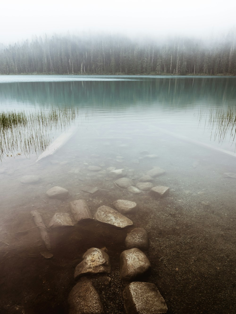 Fotografía de paisaje de árboles cerca de un cuerpo de agua rodeado de niebla