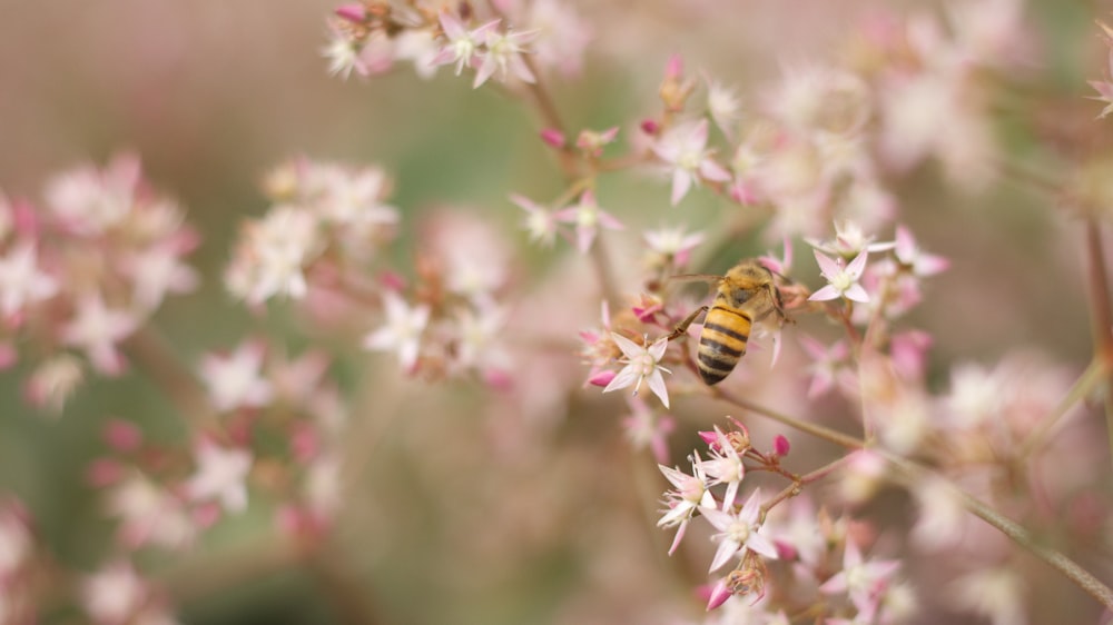 yellow and black bee perched on white and pink petaled flower closeup photography