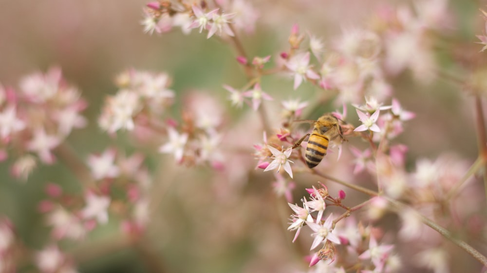 白とピンクの花びらの花のクローズアップ写真にとまる黄色と黒の蜂