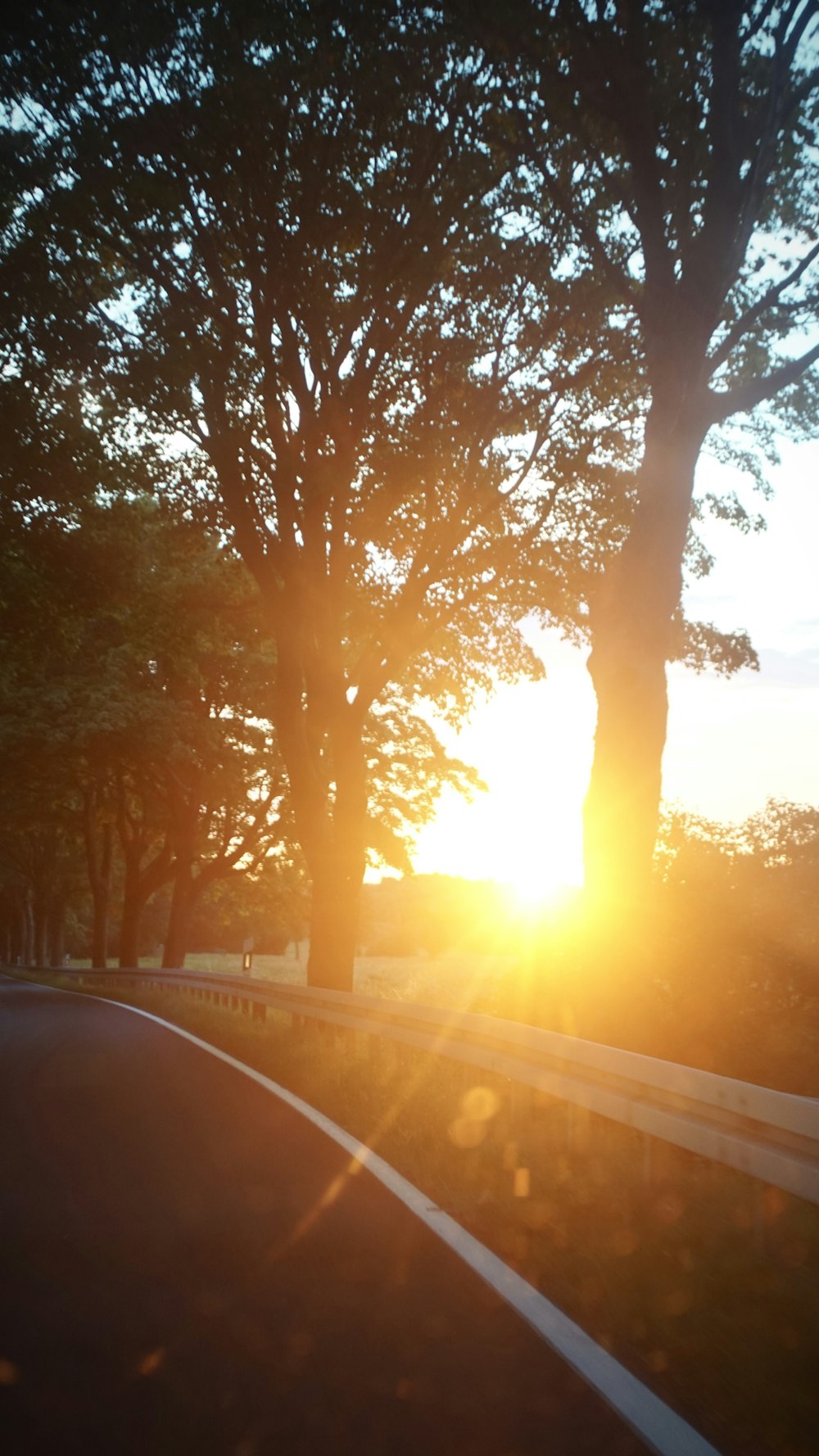 silhouette of trees beside asphalt road