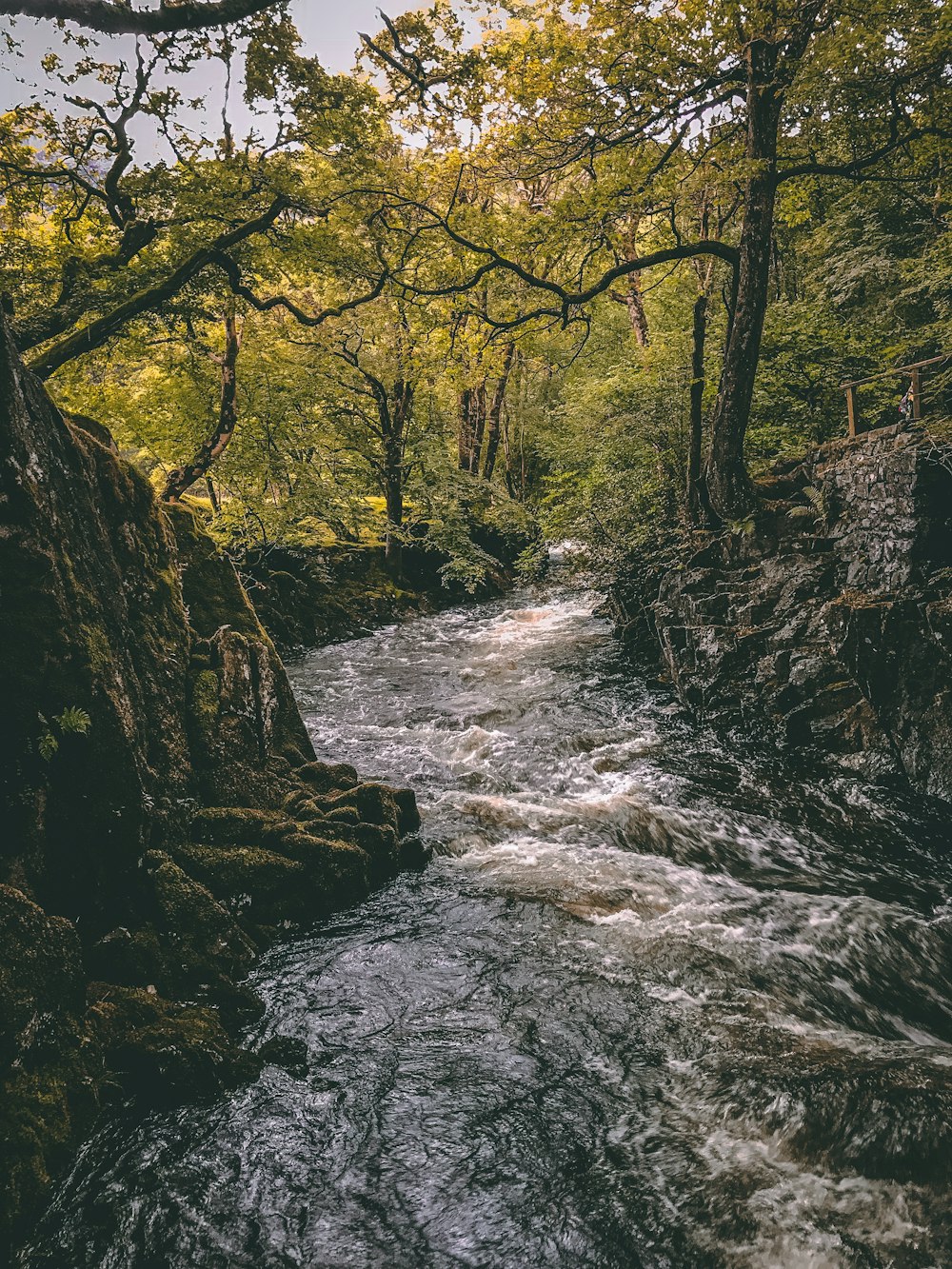 river near trees