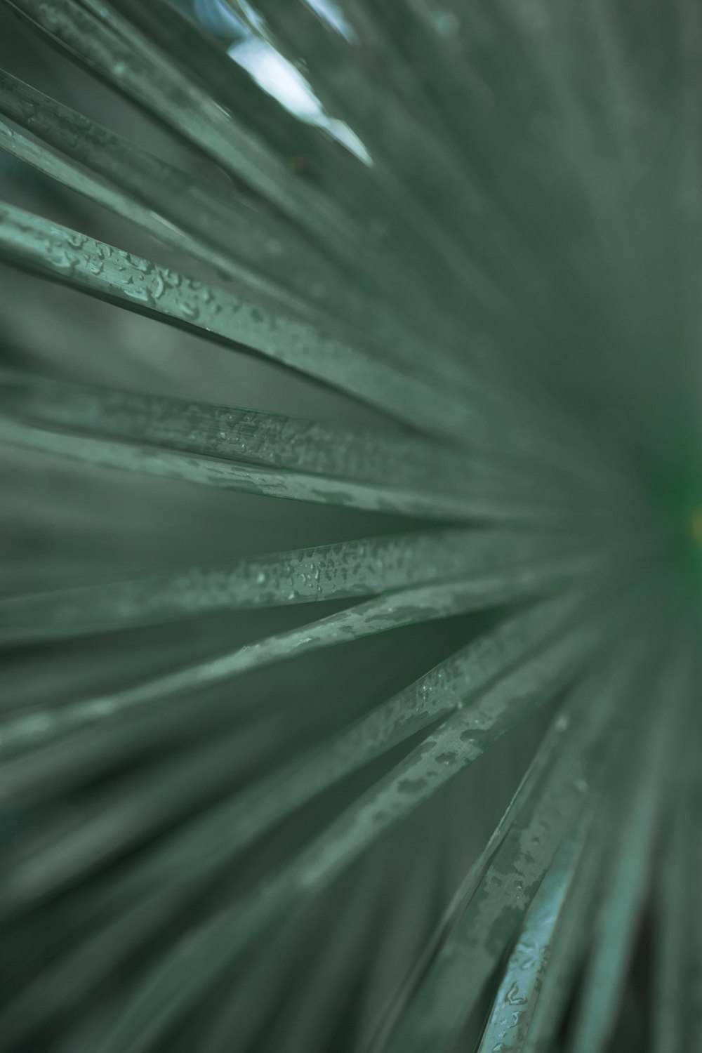 a close up of a green plant with drops of water on it