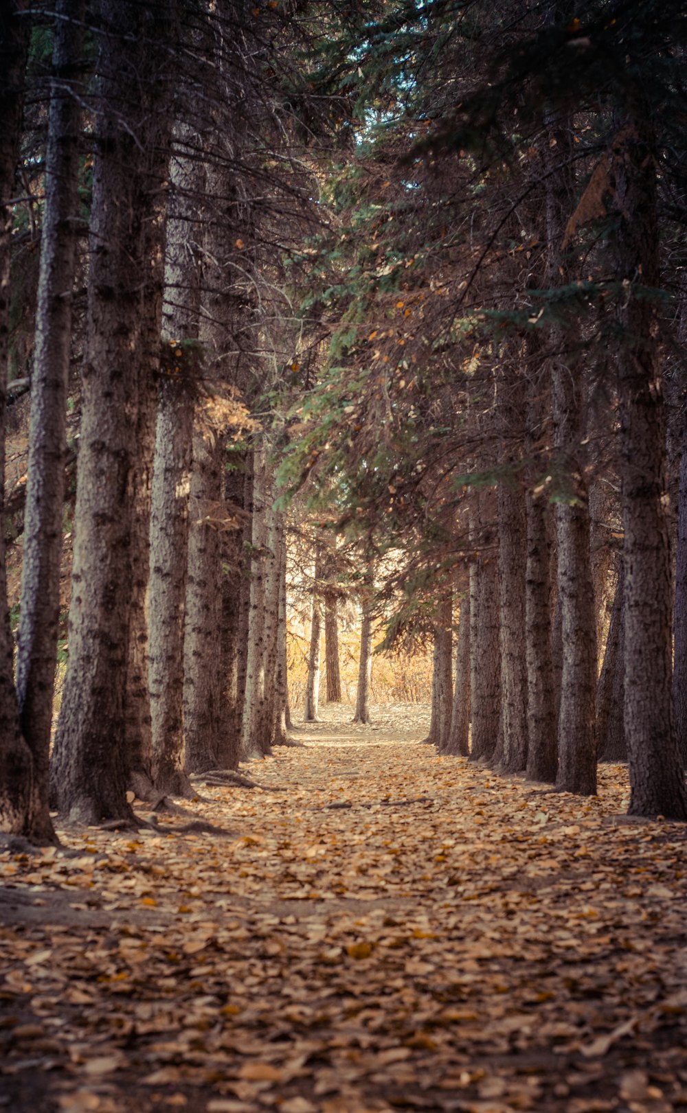 photo of forest walk