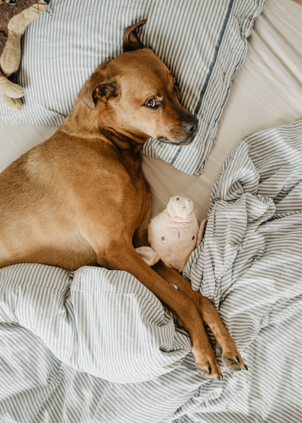 Perro acostado en su cama