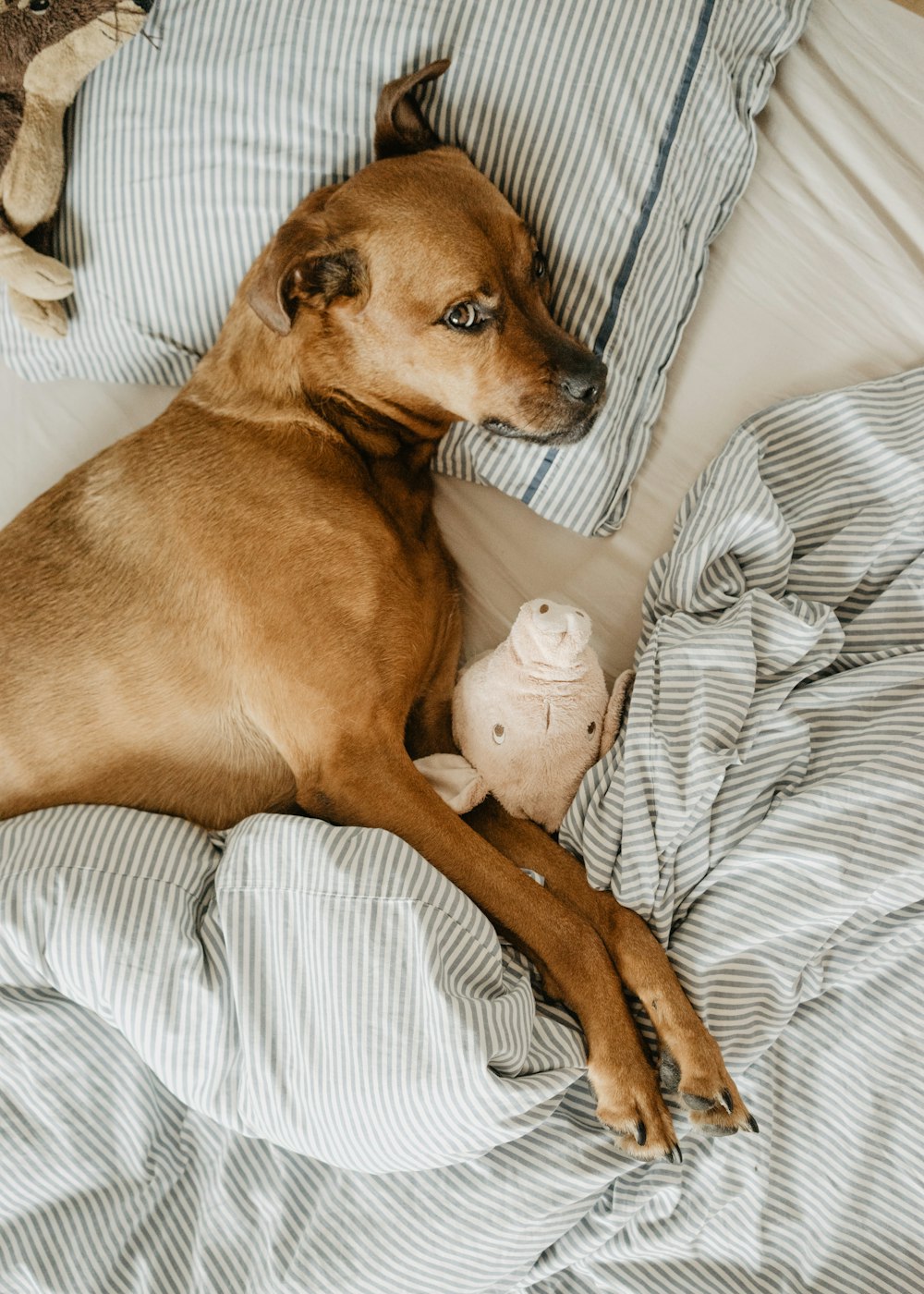 Hund auf dem Bett liegend