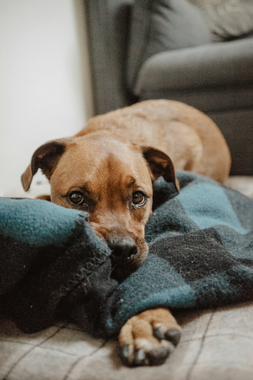 cão marrom de pelo curto deitado em tecido marrom e preto