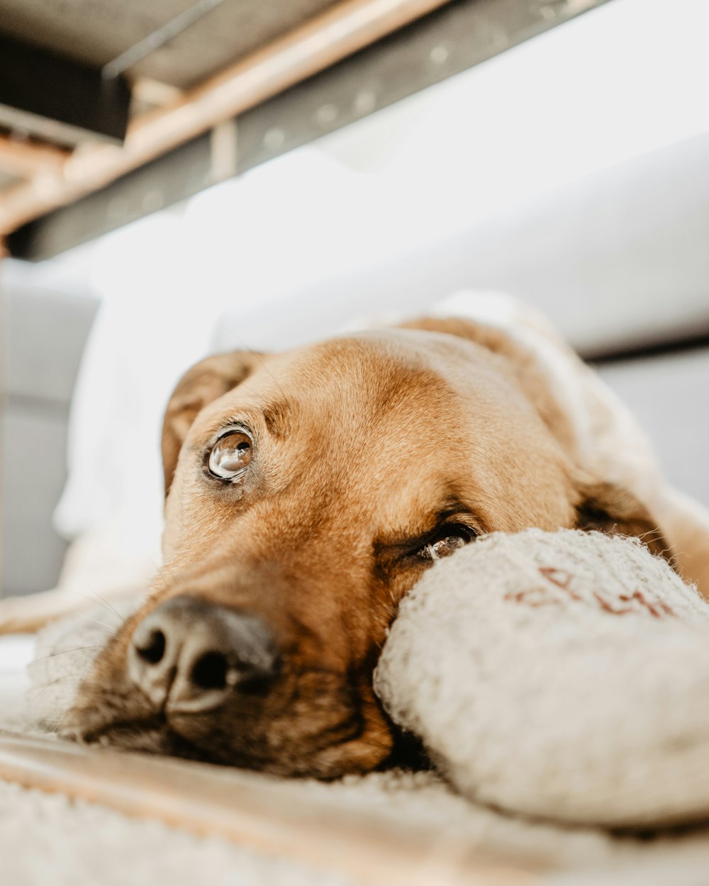 Chien brun couché sur tapis beige