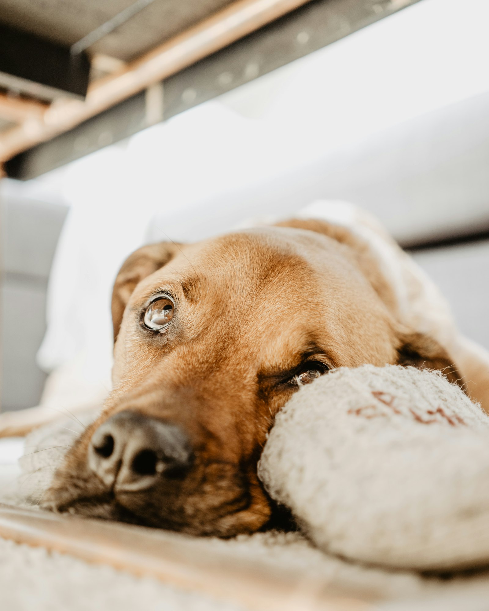 Sony a7 + Sony Sonnar T* FE 35mm F2.8 ZA sample photo. Brown dog lying on photography