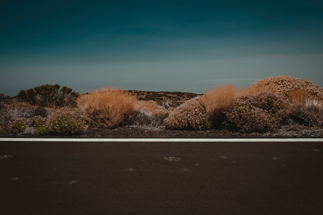 empty road near brown bushes