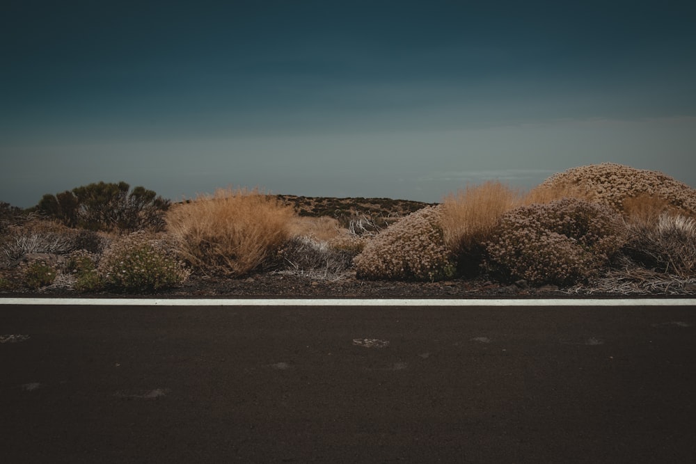 empty road near brown bushes