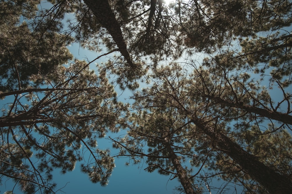 low-angle photography of trees