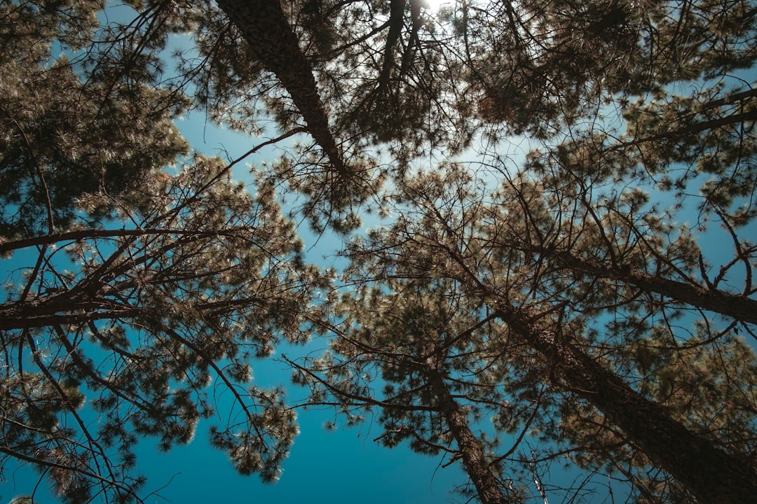 low-angle photography of trees