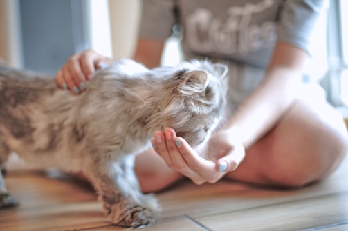 A person with light blue nail polish gently caresses a fluffy, grey cat. The scene is set on a wooden floor, with natural light coming through a window in the background. The person's focus and affection towards the cat suggests a comforting and serene atmosphere.
