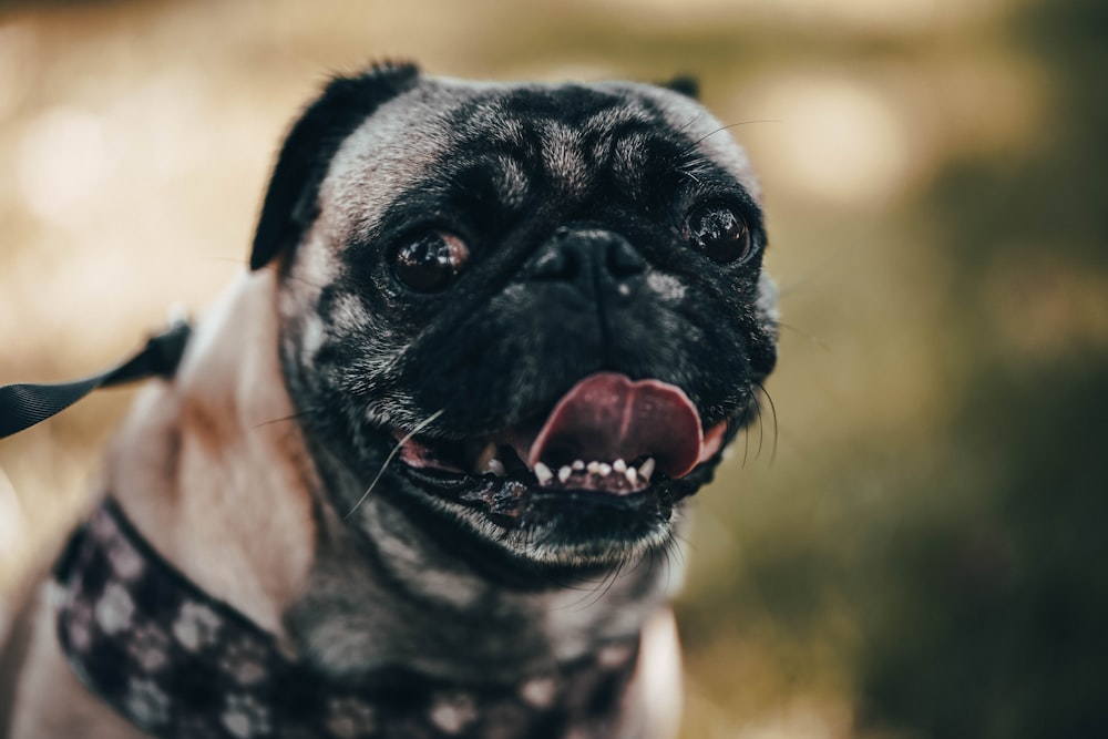 Foto em close-up de Fawn Pug mostrando a língua