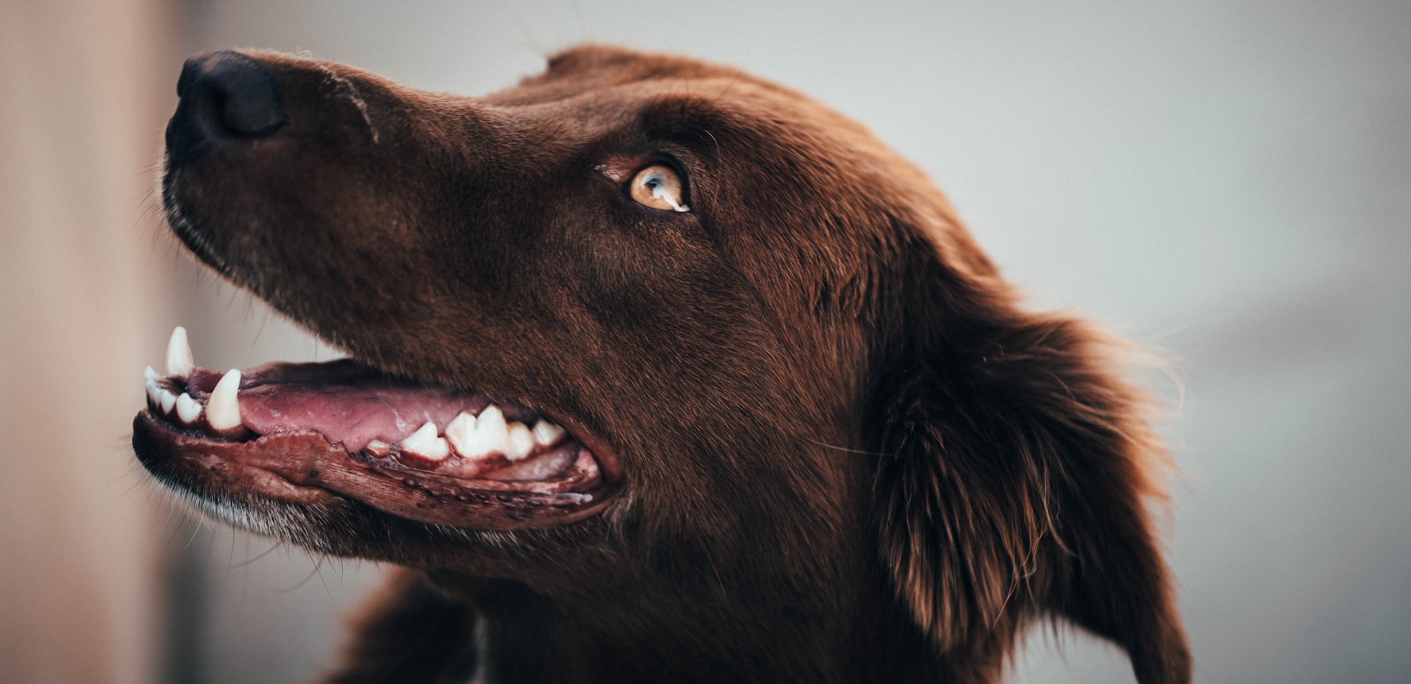 brown dog with teeth