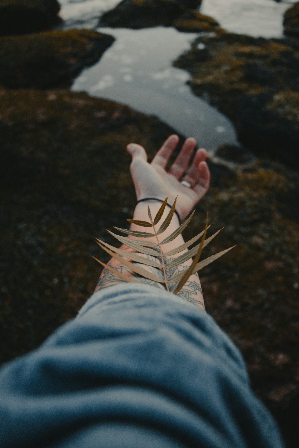 brown leaf on person's hand