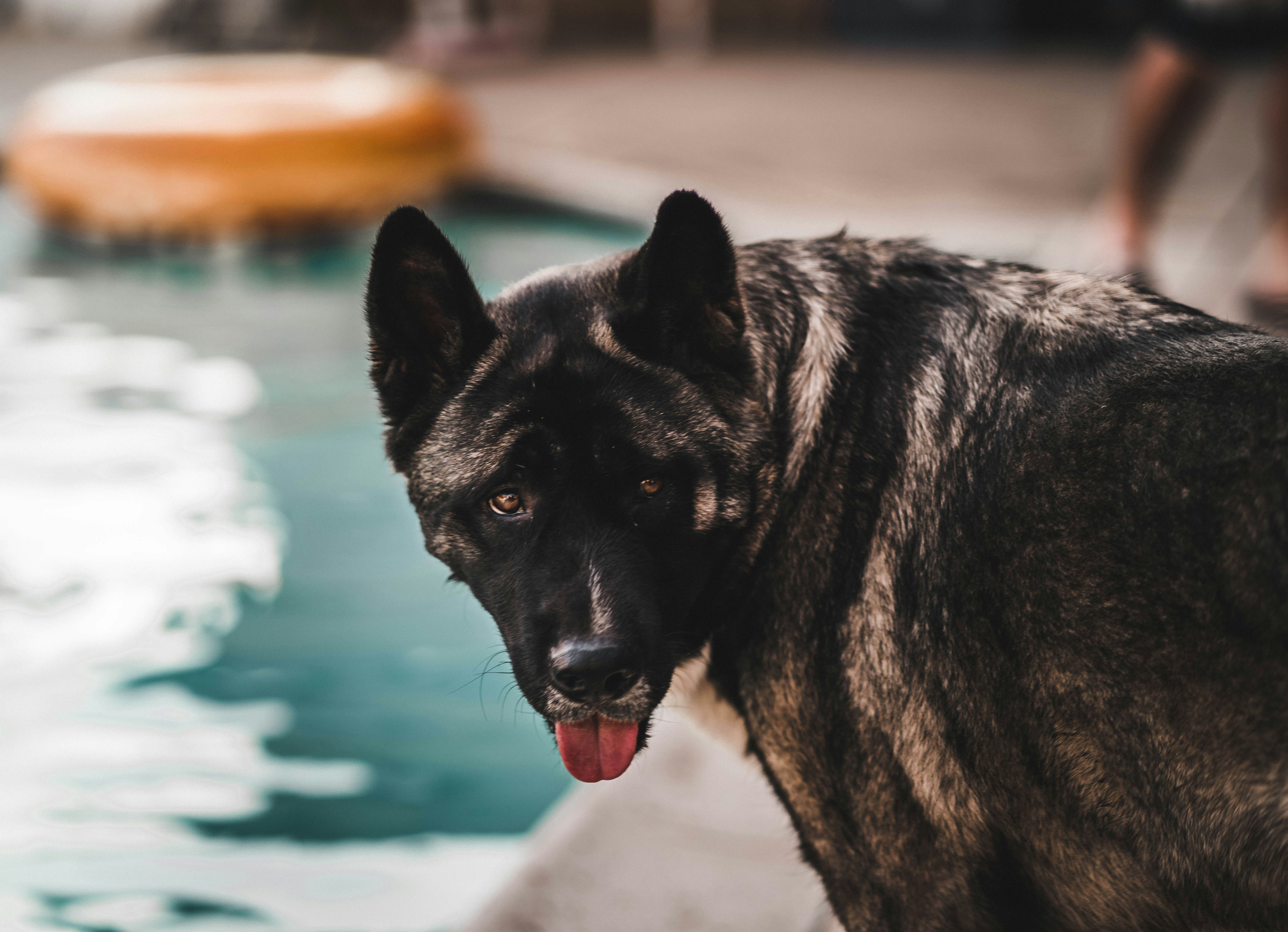 Keeping Your Dog Cool in the Summer: Essential Tips and Tricks