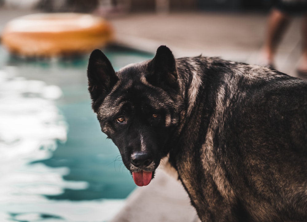 short-coated black and brown dog