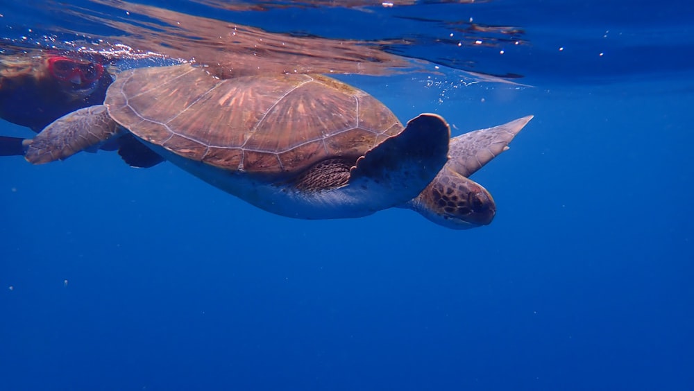 braune Schildkröte im blauen Wasser