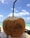 A fresh coconut with a straw inserted in the top, set against a bright, clear sky and turquoise ocean in the background.