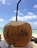 A fresh coconut with a straw inserted in the top, set against a bright, clear sky and turquoise ocean in the background.