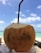 A fresh coconut with a straw inserted in the top, set against a bright, clear sky and turquoise ocean in the background.